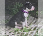Small #1 American Pit Bull Terrier-American Staffordshire Terrier Mix