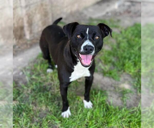 Medium Photo #1 Staffordshire Bull Terrier-Unknown Mix Puppy For Sale in Modesto, CA, USA