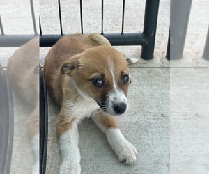 Mutt Dogs for adoption in Bolivar, MO, USA