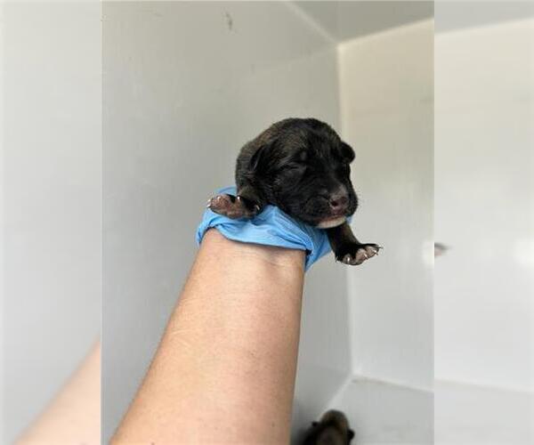 Medium Photo #1 Huskies -Unknown Mix Puppy For Sale in Houston, TX, USA