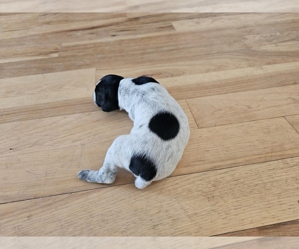 Medium Photo #3 German Shorthaired Pointer Puppy For Sale in EVANSVILLE, WY, USA