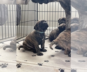 Mastiff Puppy for sale in QUEEN CREEK, AZ, USA