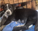 Small Labrador Retriever Mix