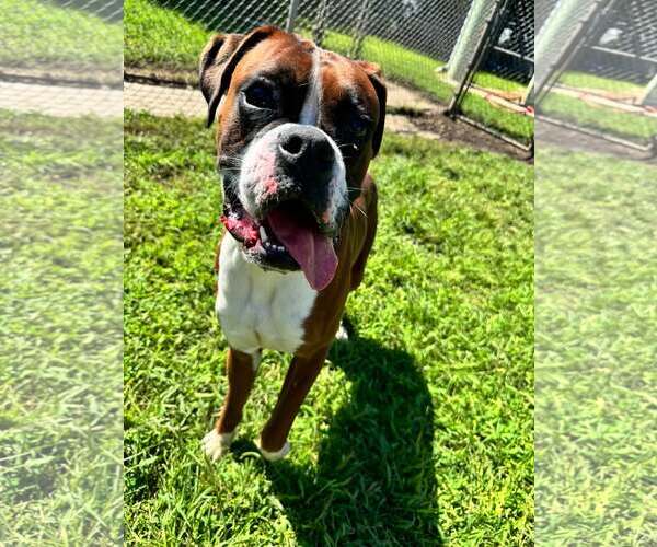 Medium Photo #1 Boxer Puppy For Sale in Dumont, NJ, USA