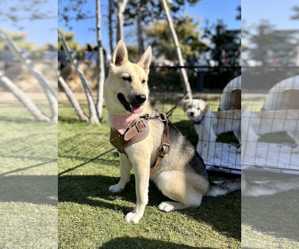 Medium Photo #11 Siberian Husky-Unknown Mix Puppy For Sale in Dana Point, CA, USA