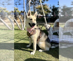 Sunny - Female Siberian Husky-Unknown Mix Dog for Adoption - Photo #11
