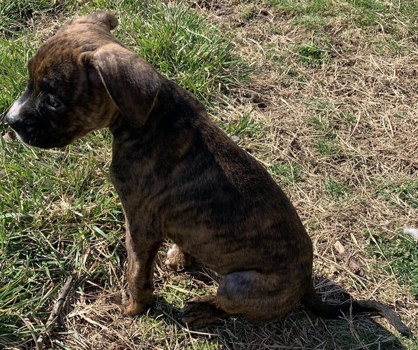 Medium Photo #4 American Bully-Boxer Mix Puppy For Sale in PORTSMOUTH, VA, USA