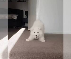 Samoyed Puppy for sale in CLEVELAND, OH, USA