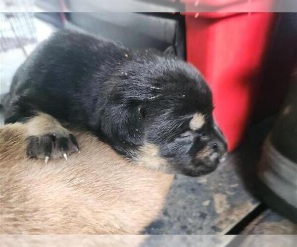 Medium Photo #1 Huskies -Unknown Mix Puppy For Sale in Houston, TX, USA