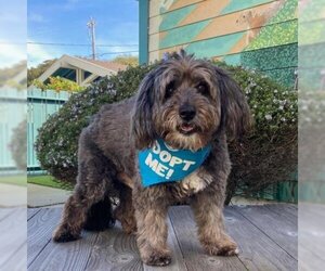 Tibetan Terrier Dogs for adoption in Pacific Grove, CA, USA