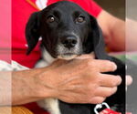 Small #1 Labrador Retriever Mix