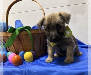 Medium Cairn Terrier