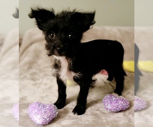 Poodle (Toy)-Yorkshire Terrier Mix Puppy for sale in SALEM, MA, USA