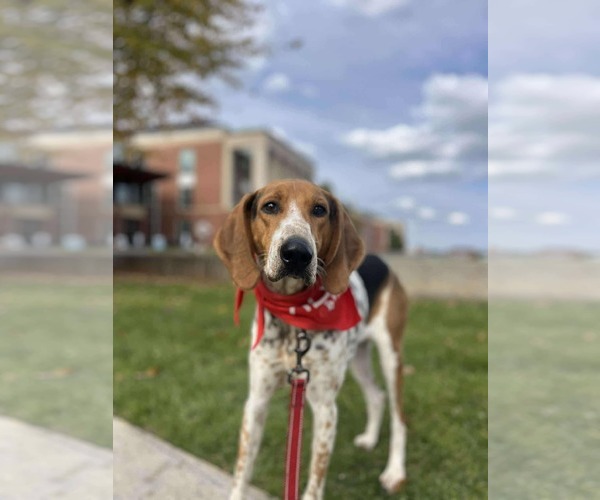 Medium Photo #21 Mutt Puppy For Sale in Rustburg, VA, USA