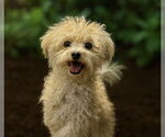 Small Maltipoo