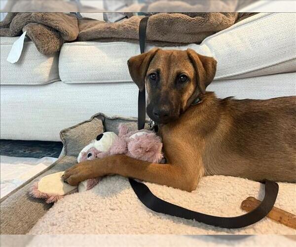 Medium Photo #2 Rhodesian Ridgeback-Unknown Mix Puppy For Sale in Conroe, TX, USA