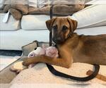 Small #1 Rhodesian Ridgeback Mix