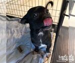 Small #2 Chihuahua Mix