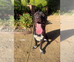 Small #4 Labrador Retriever Mix