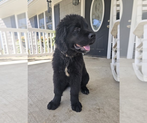 Medium Photo #10 Newfoundland Puppy For Sale in TILTON, IL, USA