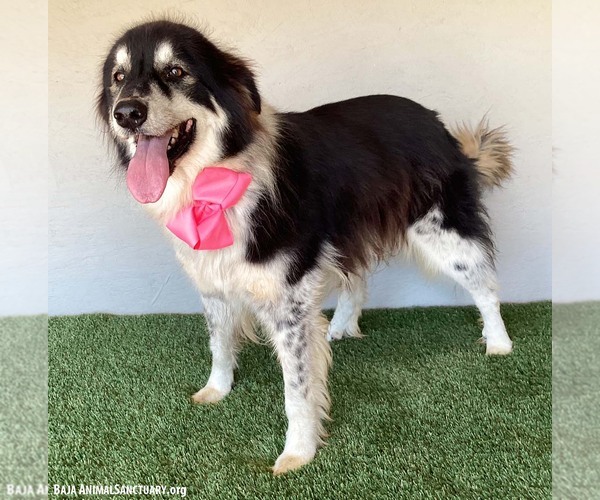 Medium Photo #2 Border Collie-Unknown Mix Puppy For Sale in San Diego, CA, USA