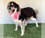 Small #1 Border Collie Mix