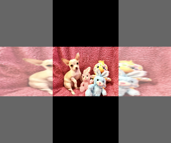Medium Photo #6 Chihuahua Puppy For Sale in SHERMAN, TX, USA