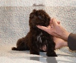 Small #7 Shih Tzu
