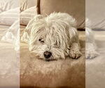 Small Photo #1  Puppy For Sale in , 