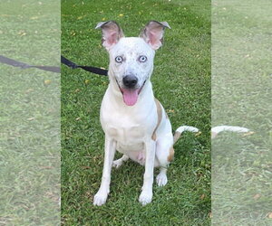 Mountain Cur-Unknown Mix Dogs for adoption in Oakhurst, NJ, USA