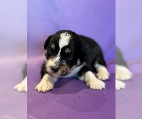 Medium Photo #13 Corgipoo Puppy For Sale in LONGMONT, CO, USA