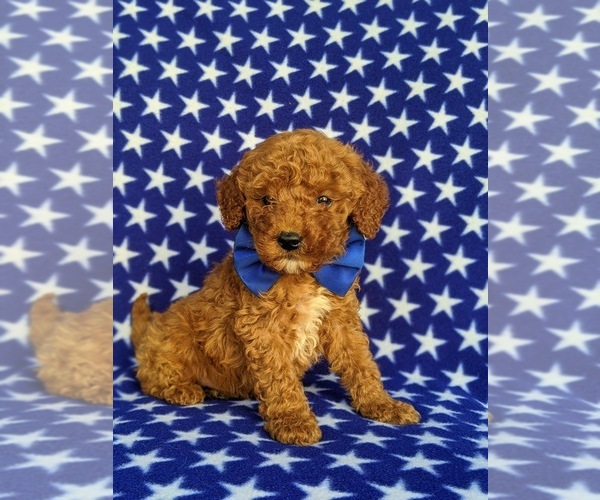Medium Photo #4 Poodle (Miniature) Puppy For Sale in KIRKWOOD, PA, USA