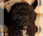 Small #1 Bichon Frise
