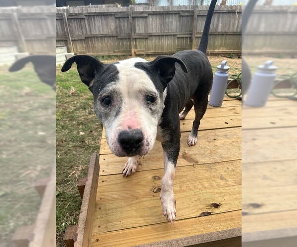 Medium Photo #1 American Staffordshire Terrier-Unknown Mix Puppy For Sale in Jackson, MS, USA