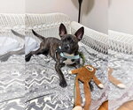 Small #1 American Staffordshire Terrier Mix