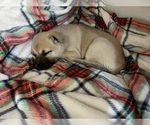 Puppy Sylvia Alaskan Husky-Whippet Mix