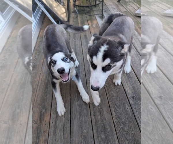 Medium Photo #19 Siberian Husky-Unknown Mix Puppy For Sale in Holly Springs, NC, USA