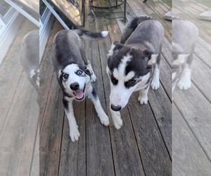 Winnie - Female Siberian Husky-Unknown Mix Dog for Adoption - Photo #19