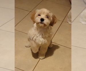 Shih-Poo Puppy for Sale in PHOENIX, Arizona USA