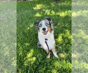 Kiefer - Male Australian Shepherd Dog for Adoption