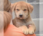 Small #4 Golden Shepherd