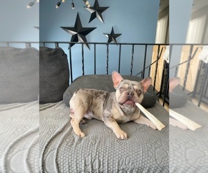 Father of the French Bulldog puppies born on 07/26/2025