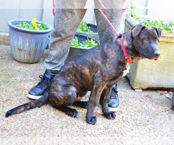 Medium Photo #3 Labrador Retriever-Unknown Mix Puppy For Sale in Germanton, TN, USA