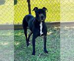Small Labrador Retriever Mix