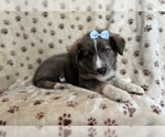 Image preview for Ad Listing. Nickname: Maisy