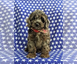 Cock-A-Poo Puppy for sale in KIRKWOOD, PA, USA