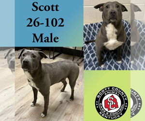 Unknown-Weimaraner Mix Dogs for adoption in Georgetown, KY, USA