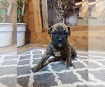 Puppy 6 Boxer