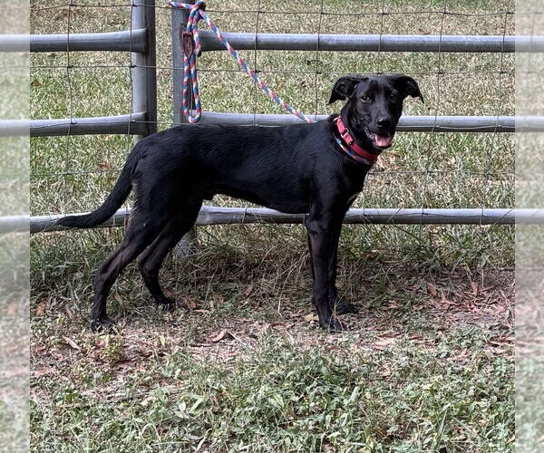 Medium Photo #3 Labrador Retriever-Unknown Mix Puppy For Sale in Boston, MA, USA