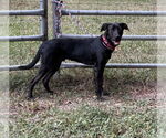 Small #2 Labrador Retriever Mix